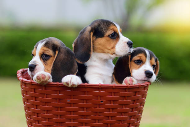Cute Beagles in basket Cute little Beagles stay in basket beagle puppies stock pictures, royalty-free photos & images