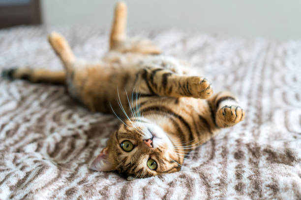 schattig bengalen grappige kat spelen - huiskat stockfoto's en -beelden