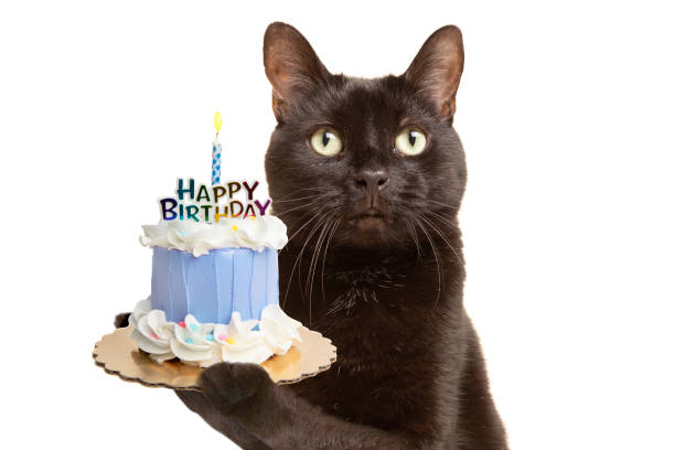 Cute Black cat Holding Birthday Cake A studio shot of a black cat isolated on a white background holding a birthday cake with a lit candle. happy birthday cat stock pictures, royalty-free photos & images