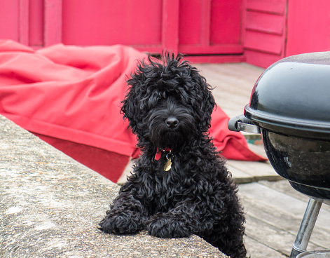 Cute Black Fluffy Dog Looking At Camera Stock Photo Cute Black Fluffy Dog Looking At Camera Stock Photo