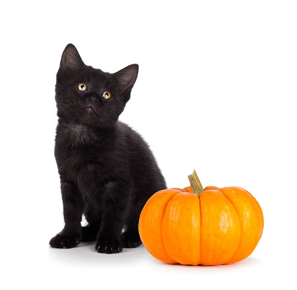 Cute black kitten and mini pumpkin isolated on white stock photo
