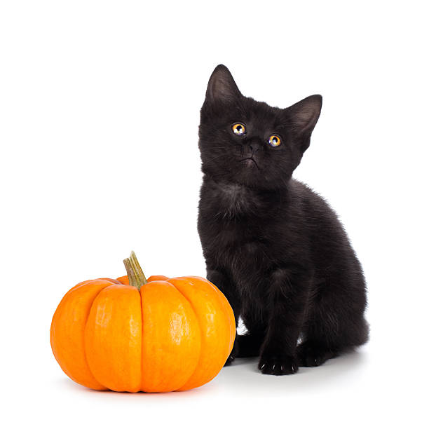 Cute black kitten and mini pumpkin isolated on white stock photo