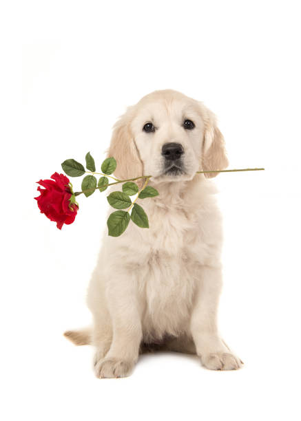 Golden Retriever Puppy With Flower Stock Photos, Pictures & Royalty ...