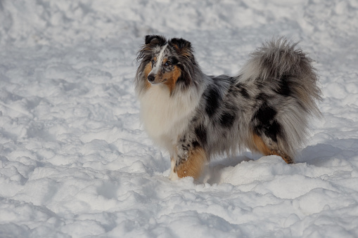 Cute Blue Merle Shetland Sheepdog Puppy Is Standing On A White
