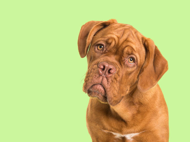 Cute bordeaux dogue portrait facing the camera on a soft green background stock photo