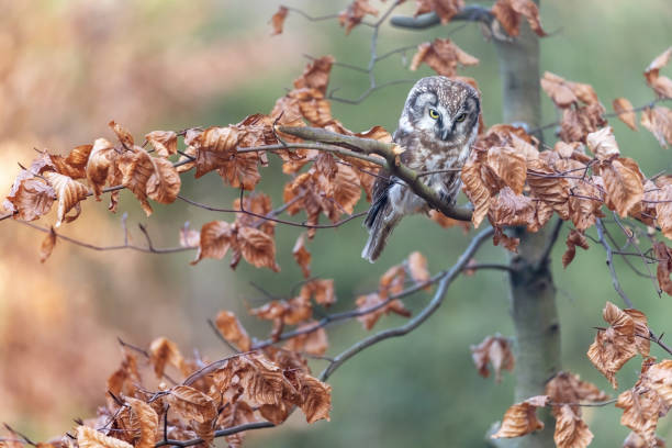 Cute boreal owl  is sitting on the tree branch stock photo