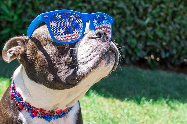 Cute Boston Terrier Dog Wearing Fourth of July Sunglasses stock photo