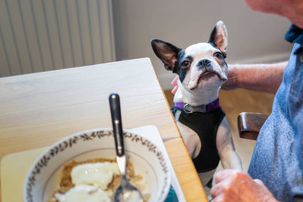 Cute Boston Terrier puppy with a bull dog looking imploring at a man who is sitting at a table with his breakfast. stock photo