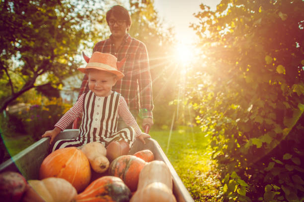 Cute boy and his father with pumpkins in autumn Halloween child and his father in backyard with pumpkins in cart in autumn picking harvesting photos stock pictures, royalty-free photos & images