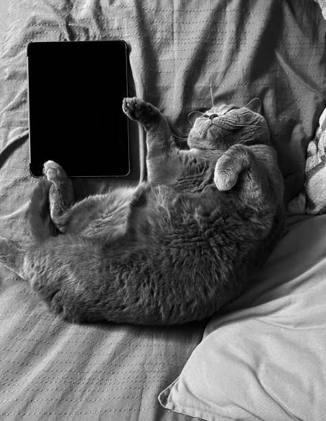 Cute British cat sleep in sofa near tablet stock photo