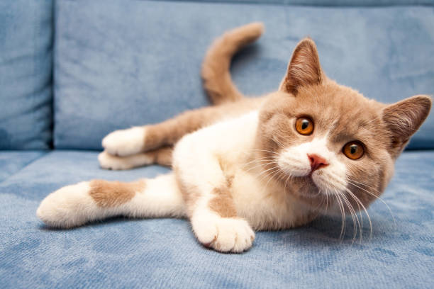 A cute British lilac white bicolour cat is lying on a blue sofa stock photo