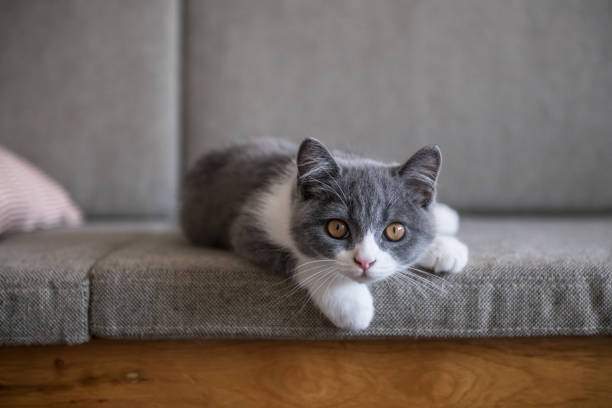 Cute British short Hairy cat stock photo