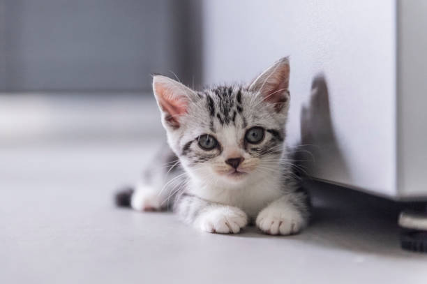 Cute british shorthair kitten playing indoors stock photo