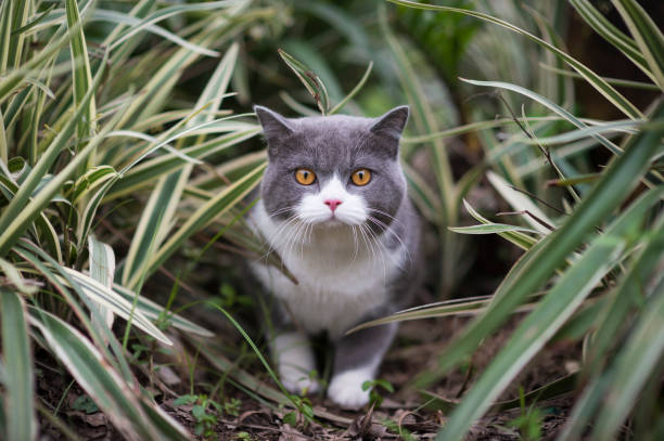 Cute british shorthair playing on the grass stock photo