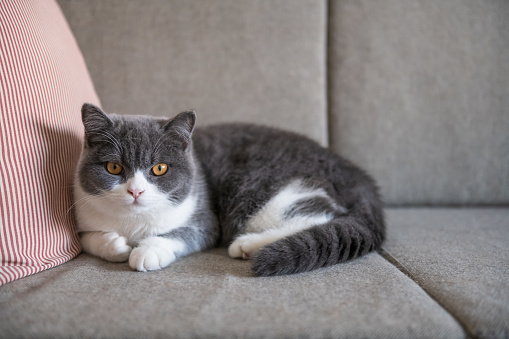 Cute British Shorthaired Cat Indoor Shooting Stock Photo