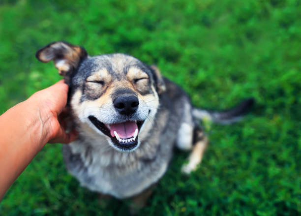 cute brown dog smiling happily and closed his eyes of pleasure from stroking the hands of the man on the street stock photo
