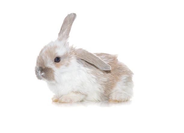 cute bunny - dwarf rabbit isolated bildbanksfoton och bilder