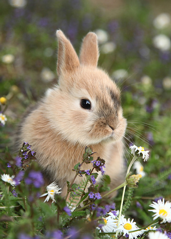 Image result for cute bunny