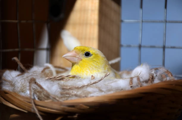 Cute canary bird sitting in nest on eggs stock photo