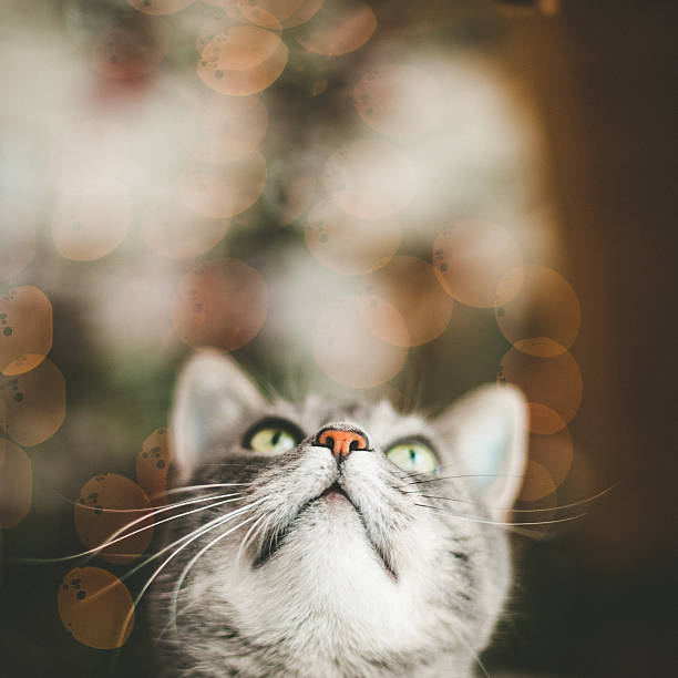cute cat looking up - christmas cat stockfoto's en -beelden
