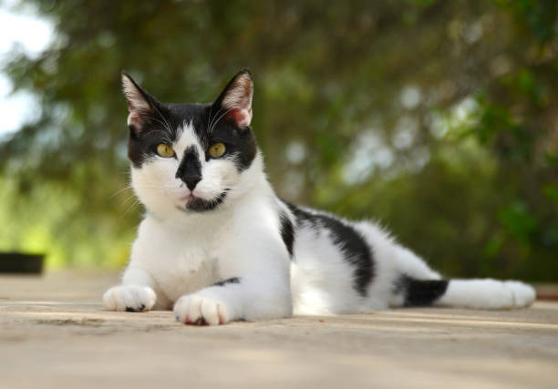 leuk kattenportret - egeïsch turkije stockfoto's en -beelden
