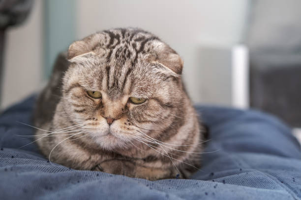 Cute cat, Scottish Fold, is depressed, she is sitting on a soft ottoman with a pensive, sad look, on a blurred background. stock photo