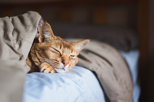 Cute cat sleeping under blankets in bed