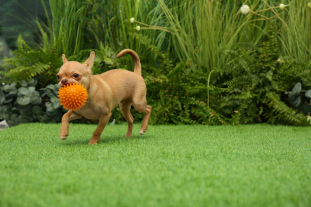 Cute Chihuahua puppy playing with ball on green grass outdoors. Baby animal Cute Chihuahua puppy playing with ball on green grass outdoors. Baby animal chihuahua dog stock pictures, royalty-free photos & images