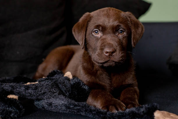 Cute chocolate labrador puppy laying on sofa stock photo