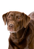 istock Cute Chocolate Labrador Retriever Dog Close-up 174813017