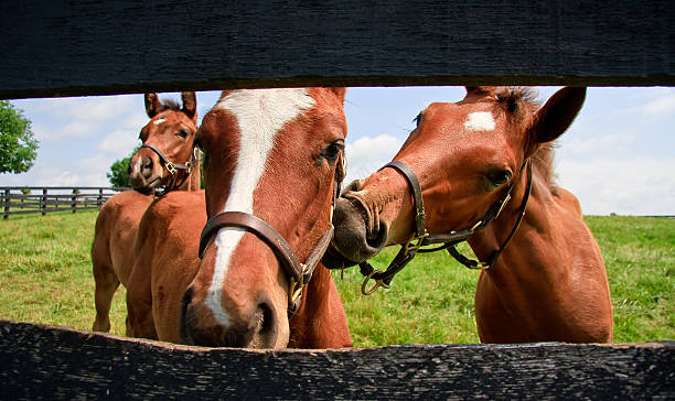 Cute Colt Horses stock photo