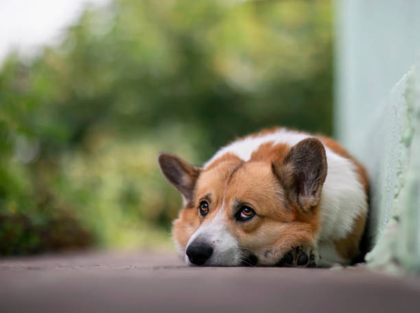 cute corgi dog lying in the garden on the path and looks sad stock photo