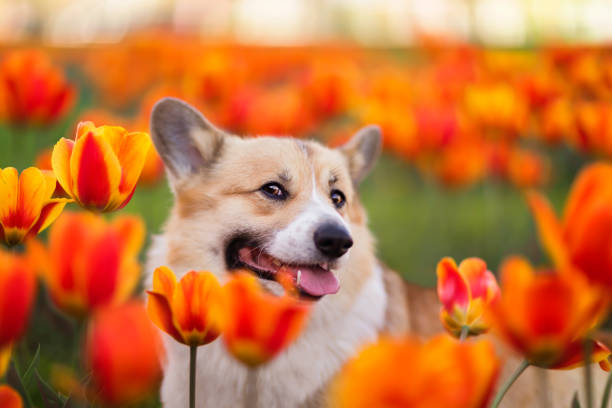 cute corgi dog sitting in a flowerbed with bright red and yellow tulips in a sunny spring garden and sniffing flowers stock photo