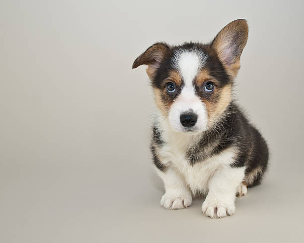 Cute Corgi puppy stock photo