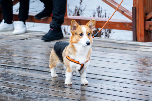 Cute Corgi walking with the owner in the park stock photo