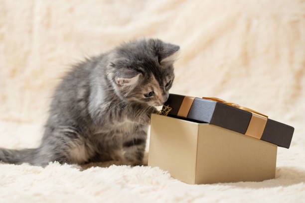 Cute curious gray kitten is trying to look into a gift box Cute curious gray kitten is trying to look into a gift box. happy birthday cat stock pictures, royalty-free photos & images
