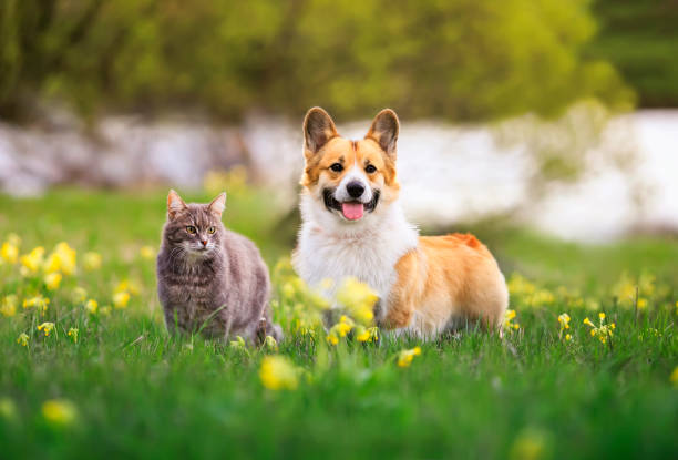 cute dog and cat walking on a sunny summer day on green grass stock photo