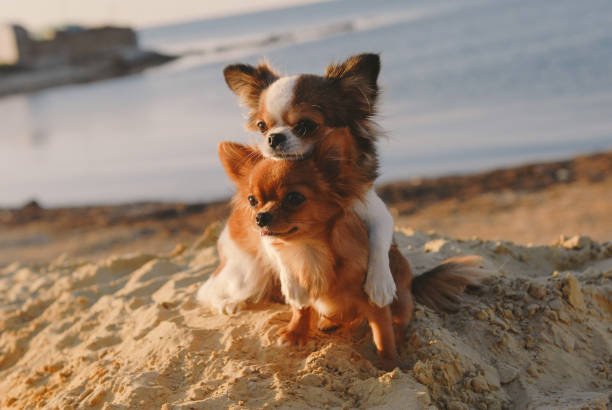 cute dog family concept mother chihuahua embrace her happy puppy with love and care on sand summer ocean coast cute dog family concept mother embrace her puppy with love and care on sand summer ocean coast chihuahua dog stock pictures, royalty-free photos & images