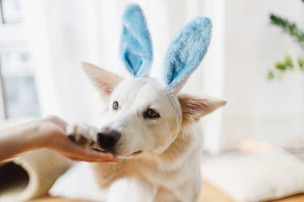 Cute dog in bunny ears gives paw to owner hand in sunny room. Happy Easter. Loyal friend and trust concept. Pet and easter at home. Adorable white swiss shepherd dog in bunny ears stock photo