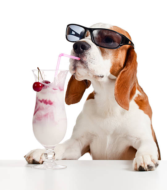 Dog Drinking Cocktail Stock Photos, Pictures & Royalty-Free Images - iStock