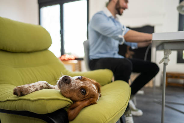 Cute dog lying on chair and looking at camera while pet owner sitting at table and working from home stock photo