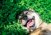 portrait of cute dog lying on green grass in spring Sunny meadow funny sticking out his tongue and rolling his eyes