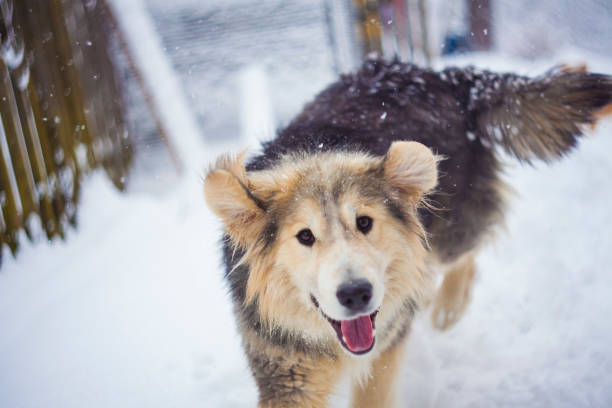 cute dog portrait in winter season stock photo