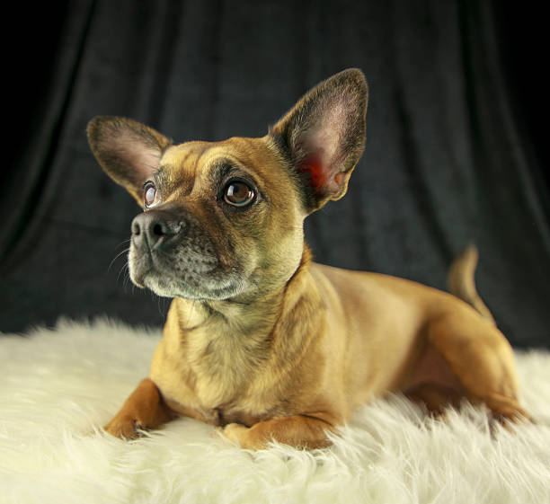 Cute dog portrait stock photo