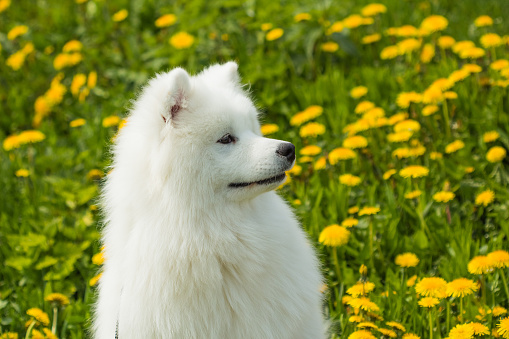 草の背景のプロファイルにかわいい犬サモエド子犬 サモエド犬のストックフォトや画像を多数ご用意 Istock