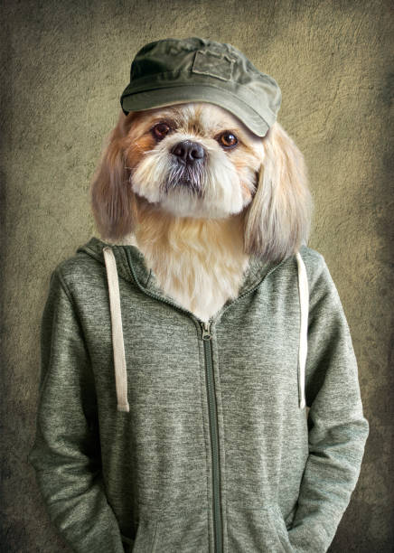 Cute dog shih tzu portrait, wearing human clothes, on vintage background. Hipster dog stock photo