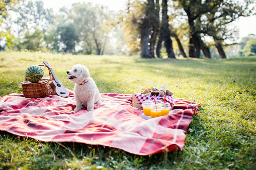 Cute Dog Sitting On The Checkered Blanket Picnic Concept Stock Photo - Download Image Now - iStock
