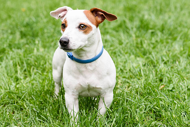 Cute dog with anti  tick and flea blue collar Jack Russell Terrier with defense collar anti insects collar stock pictures, royalty-free photos & images