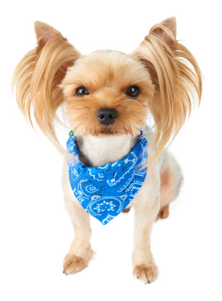 Cute dog with blue tie One cute Yorkshire Terrier with blue tie isolated on white yorkie haircuts stock pictures, royalty-free photos & images