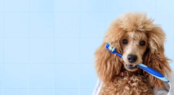 netter hund mit zahnbürste im bad. - zahnpflege fotos stock-fotos und bilder
